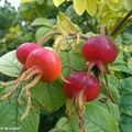 Confiture de cynorhodons