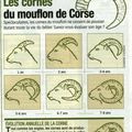 Fiche Mouflon