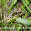 Cachée dans les herbes de la prairie ...