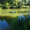 Le "trésor liquide" de CASSEN (40), l'Etang de la Marnière (suite N° 2 et fin).....