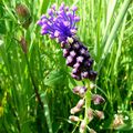 MUSCARI À TOUPET