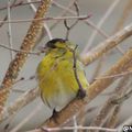 2016-02-29 : oiseaux du jour à Rodez