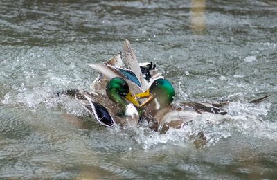 Prise de bec (c'est comme ça.)