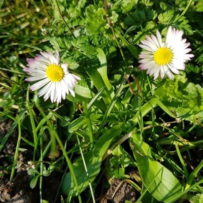 Un air de printemps ...