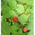 FRAISES DES BOIS