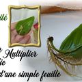 Basilic illimité! Technique incroyable pour reproduire un plant de basilic en utilisant une seule feuille !