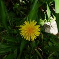 Un jour, une fleur 