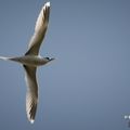 Les Oiseaux de l'Île de La Réunion