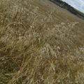un jour d'été en campagne