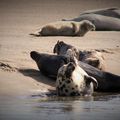 BALLADE BAIE DE L'AUTHIE..... 2