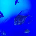 aquarium de melbourne