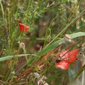 coquelicots des champs