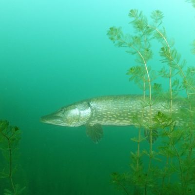 Déclics en Liberté 