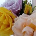 La photo du dimanche # Roses de NOEL 