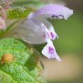 Paysage avec fleur et collembole (le printemps)