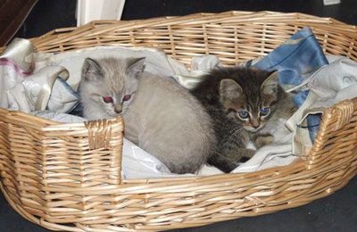 chatons sur Epinay Villetaneuse 93