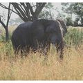 Parc Kruger, éléphant