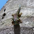 A Manapany avec les geckos 