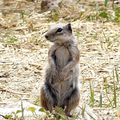 Sidi Kaouki - Les petits écureuils dans la campagne