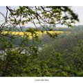 Printemps en Brocéliande