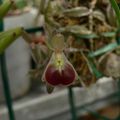 Floraison du jour - Epidendrum porpax
