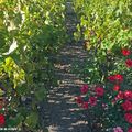 Pourquoi plante-t-on des rosiers en tête des rangs de vignes ?