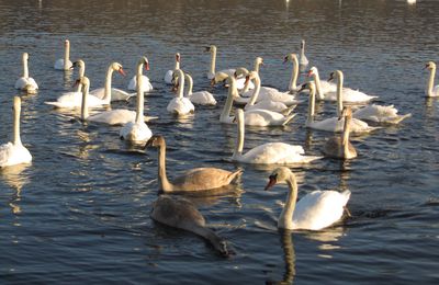 Les cygnes sur l'étang du Breuil 