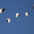 Formation à l'ornithologie IX / Capitello, 10 septembre