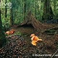 Bower birds