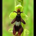 Nouveau : Les orchidées de France ...