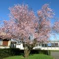 Voir la vie en rose et autres joyeusetés rennaises de début mars 2025