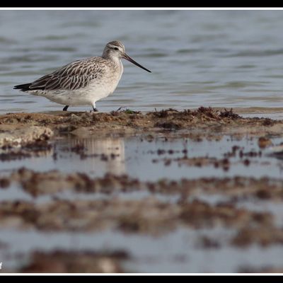 Voir les oiseaux de mer sur l'île d'Oléron en 2025