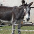 les animaux de la ferme nos anesses