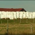 Une usine à guimauve......;))