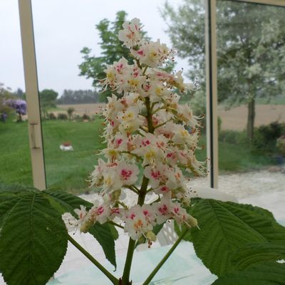 Glycine, arôme, marronnier d'Inde :  Les fleurs du moment 