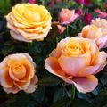 LE BOUQUET DU VENDREDI...