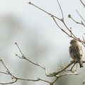 MOINEAU DOMESTIQUE