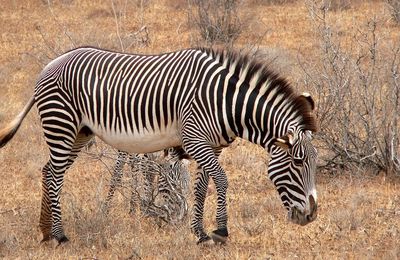 Pourquoi le zèbre à-t-il des rayures?