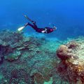Australie : la Grande Barrière de corail toujours