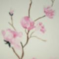 Branche de magnolia