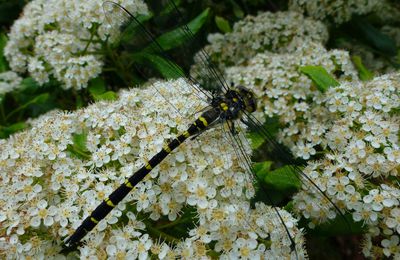 Dans mon jardin, la 2ème plus grande libellule de France