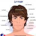 LES MOTS POUR NOMMER LES PARTIES DU VISAGE 