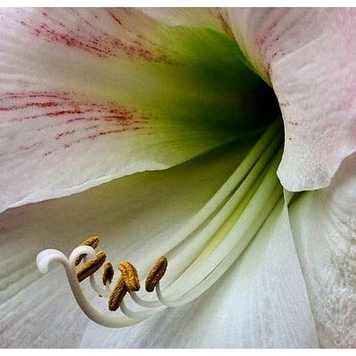 Coeur de fleurs