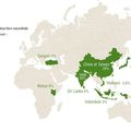 L'origine du thé et les plus gros producteurs de thé dans le monde