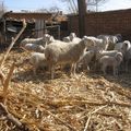 Elevage de moutons dans un cour