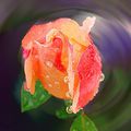 Un bouton de rose