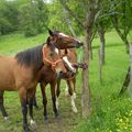 Socialisation en milieu rural...