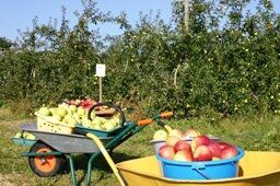 La libre Cueillette de pommes au verger ou comment cueillir soi-même ses pommes chez le producteur!