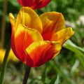 ♥ Quelques tulipes du jardin ♥