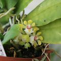 GASTROCHILUS JAPONICUS